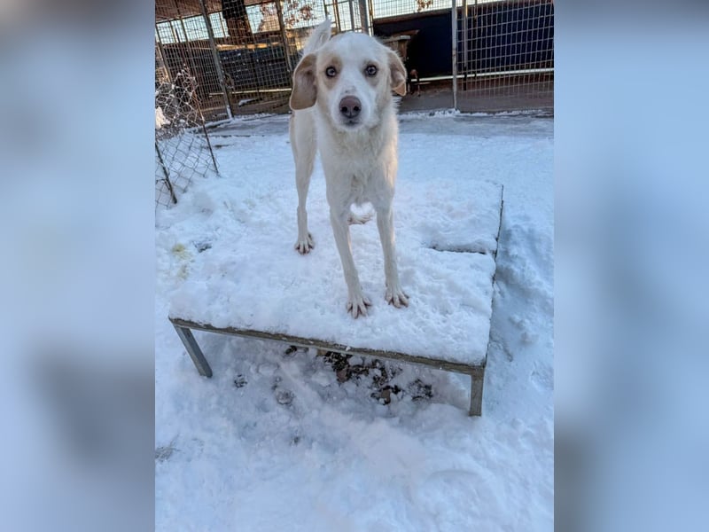 Bezaubernde LIMA sucht aktive Menschen zum Spielen und Toben
