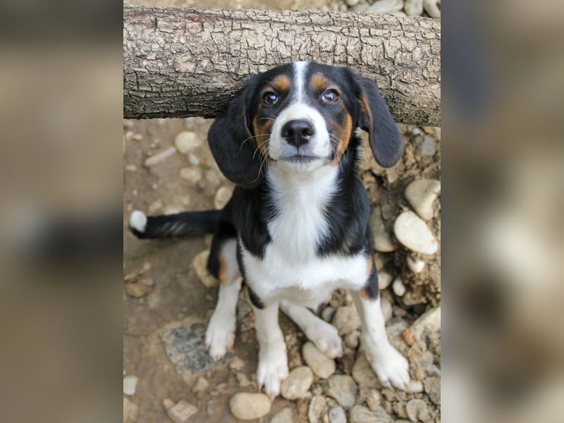 Verspielte, freundiche und verschmuste LOARA sucht ihr liebevolles Zuhause