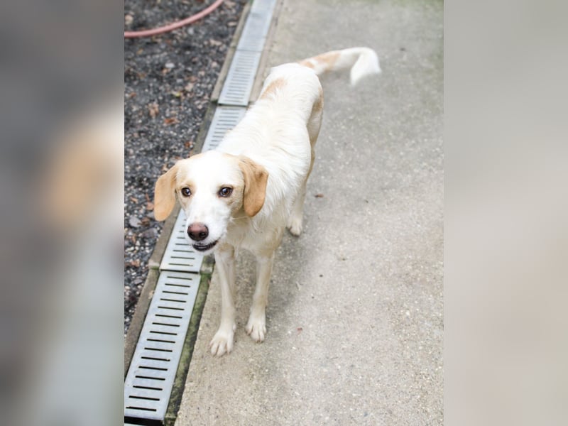 Wer hat ein Herz und ein Körbchen frei für die bezaubernde LIMA