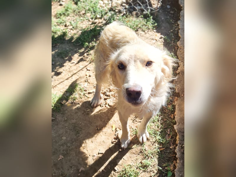 Charmanter MAXIM verzaubert durch seine fröhliche lustige Art