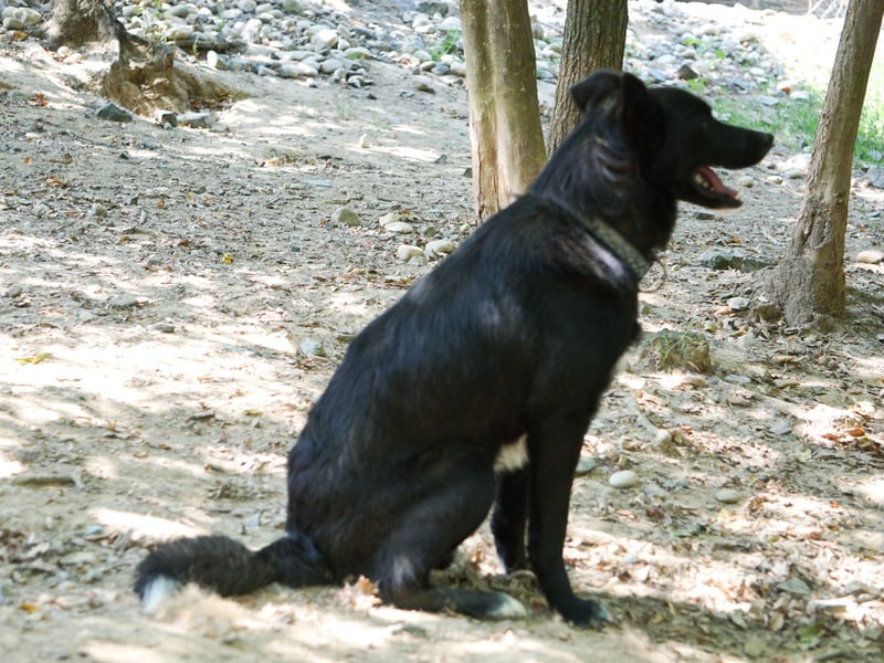 Charmanter LEWI ist ein freundlicher und lustiger Hundebub