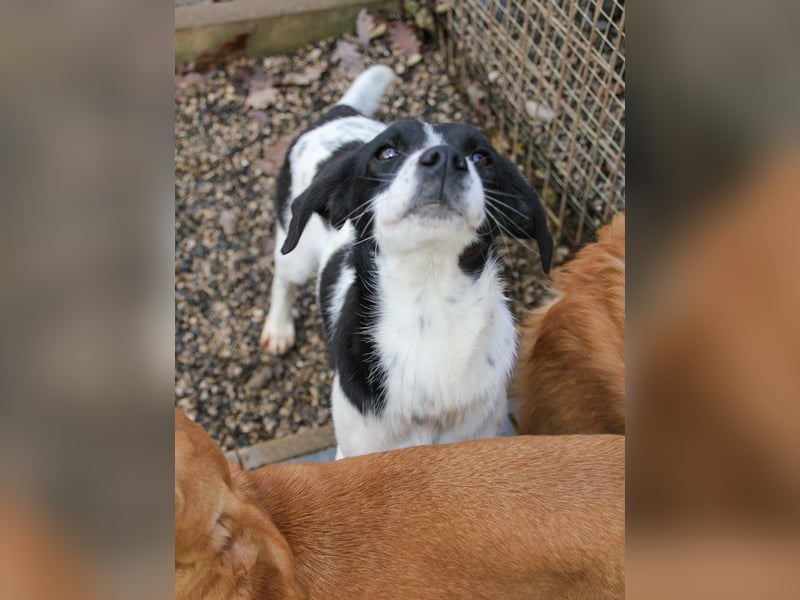 Fröhlicher Traumprinz ILIAS möchte dich verzaubern