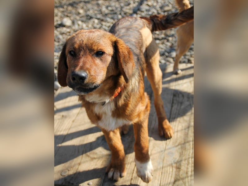 Zauberhafter DARIO - Herzenshund, Knutschkugel und Zuckerbub Zauberhafter DARIO - Herzenshund, Knutschkugel und Zuckerbub