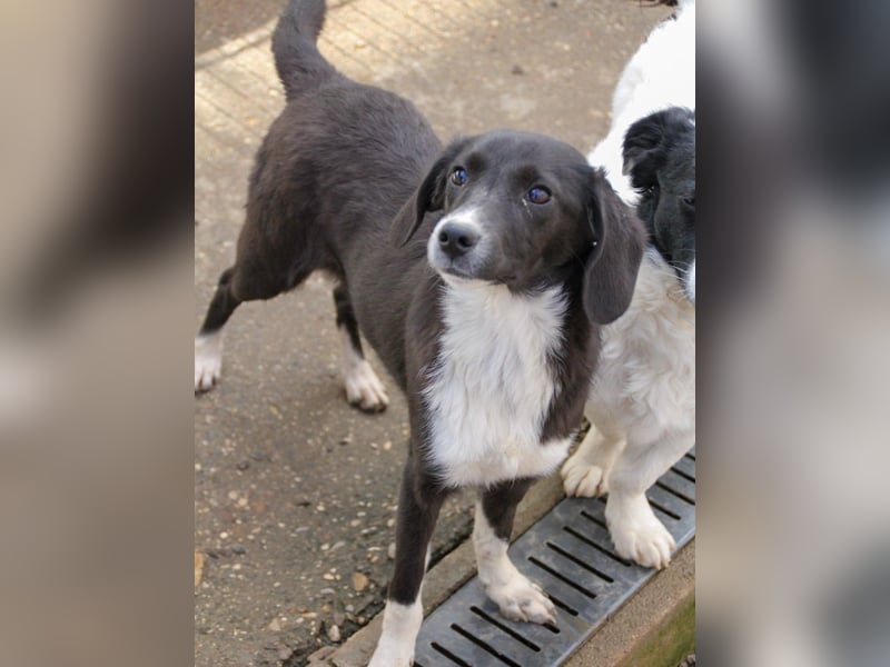 Aufgepasst - hier ist die charmante Traumhündin FLAVIA