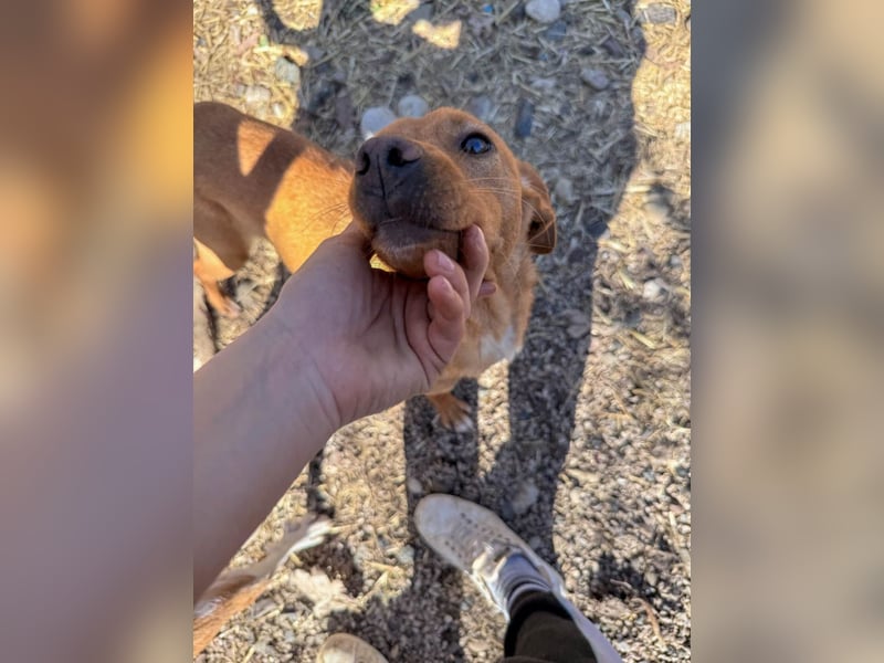 Hübsche MIRA will endlich raus aus dem Tierheim