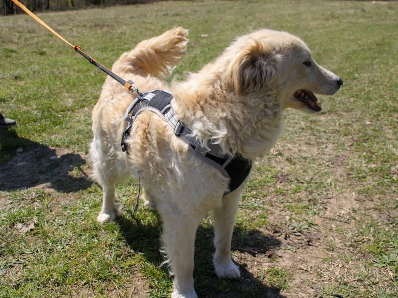 Bezaubernder MAXIM wäre gerne ein geliebtes Familienmitglied