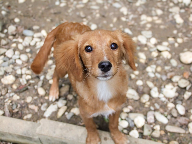 Charmanter IGOR sucht ein liebevolles Zuhause Charmanter IGOR sucht ein liebevolles Zuhause