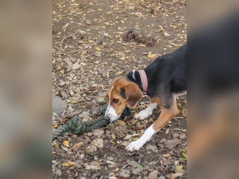 wunderschöne OFELIA, jung, schlau, friedlich