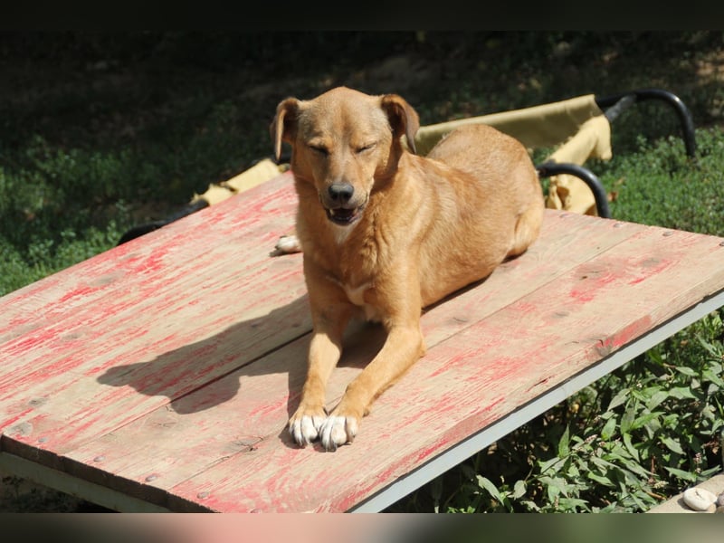 SVEN erfahrener friedlicher Hunderentner - sucht erfahrene Herzensmenschen