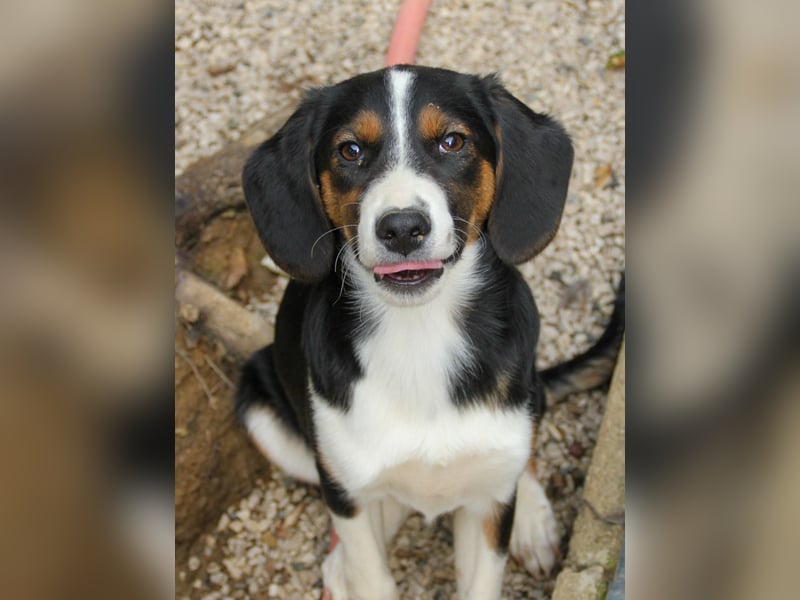 Zuckersüße LOARA - wer bringt ihre Augen zum strahlen? Zuckersüße LOARA - wer bringt ihre Augen zum strahlen?