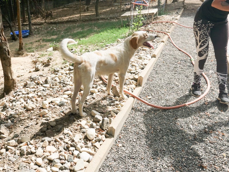 Neugierige LIMA sucht ihr Für-Immer-Zuhause