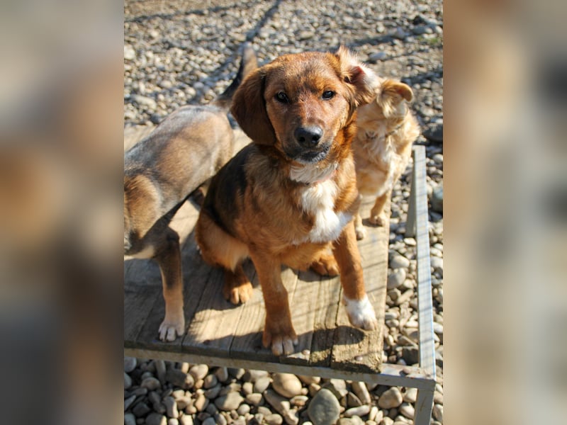 Zauberhafter DARIO - Herzenshund, Knutschkugel und Zuckerbub Zauberhafter DARIO - Herzenshund, Knutschkugel und Zuckerbub