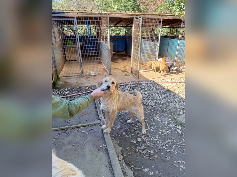 Zuckersüßer DARCY - manchmal etwas zurückhaltend aber doch neugierig