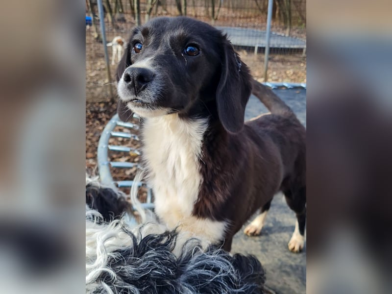 Aufgepasst - hier ist die charmante Traumhündin FLAVIA