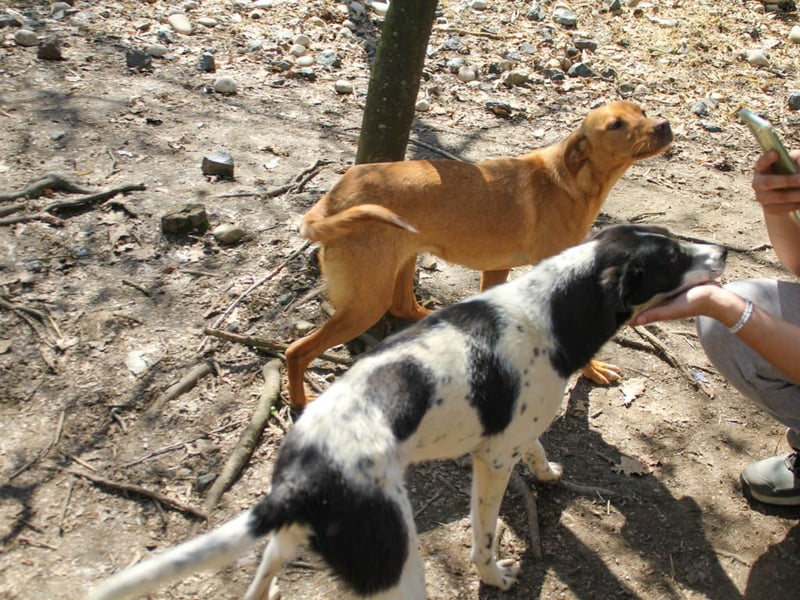 Halli-Hallo, ich bin der zuckersüße ILIAS und suche ein liebevolles Zuhause