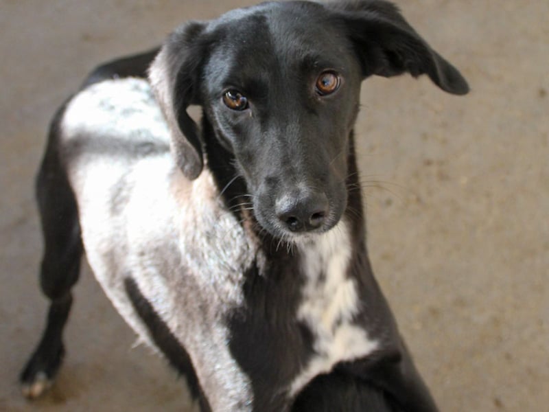 Sanfte und charmante IRMA sucht liebevolles Zuhause