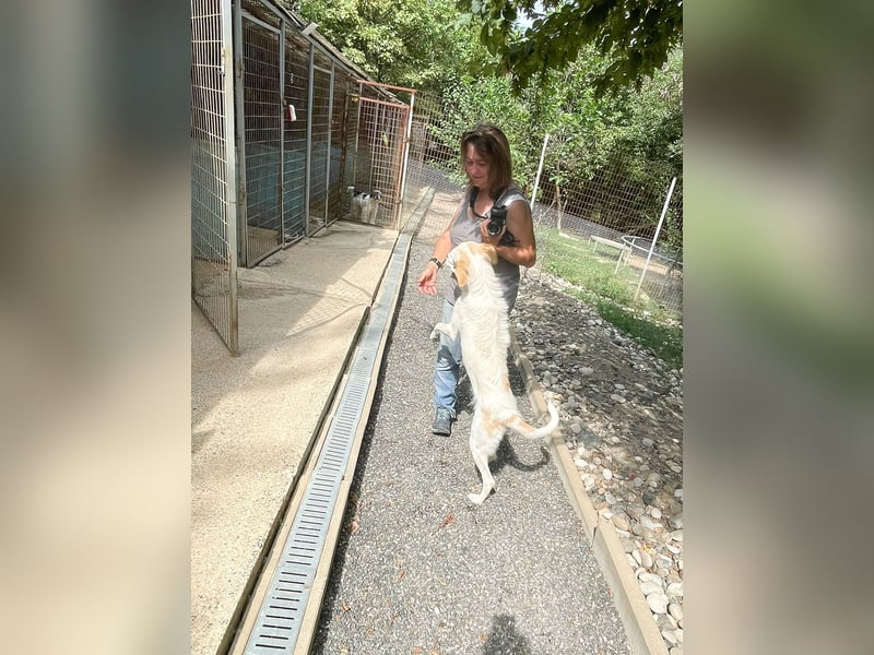 Zuckersüße LIMA ist ein Traum auf vier Pfoten