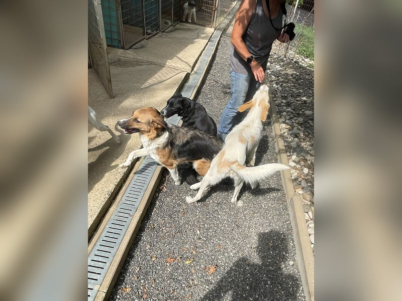 Neugierige LIMA sucht ihr Für-Immer-Zuhause