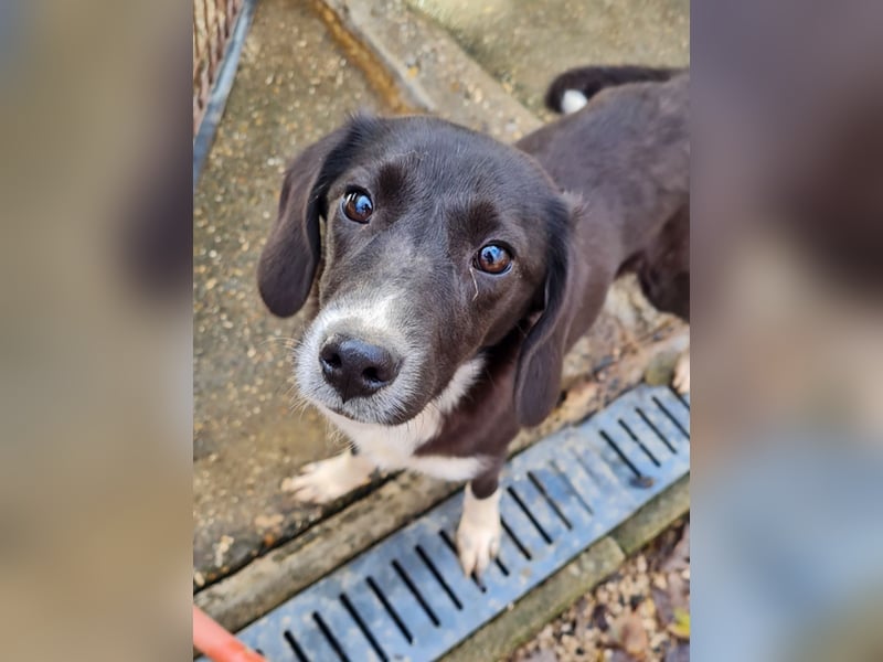 Aufgepasst - hier ist die charmante Traumhündin FLAVIA