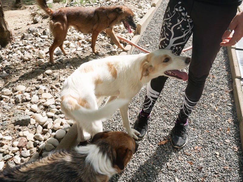 Neugierige LIMA sucht ihr Für-Immer-Zuhause