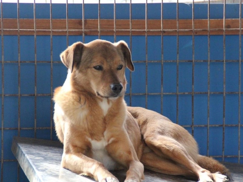 SVEN erfahrener friedlicher Hunderentner - sucht erfahrene Herzensmenschen