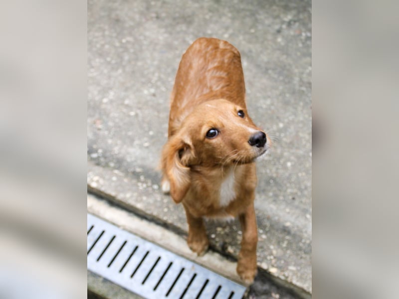 Charmanter IGOR sucht ein liebevolles Zuhause Charmanter IGOR sucht ein liebevolles Zuhause