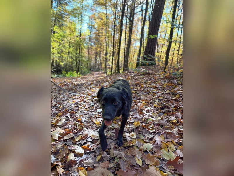 Lebensfrohe DAYA wartet in Erlangen auf DICH