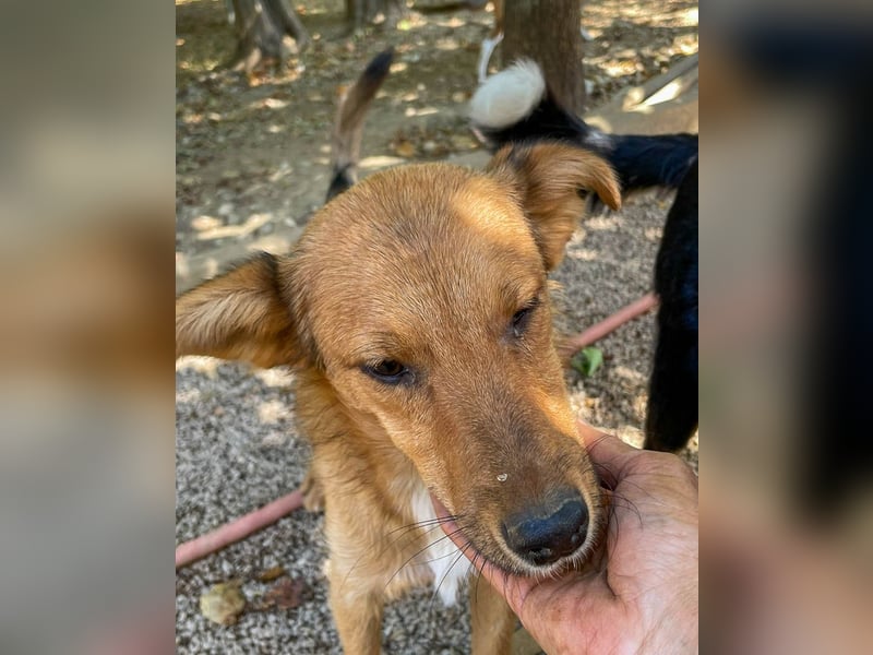 Aufgepasst - hier ist der charmante Traumhund ALAN