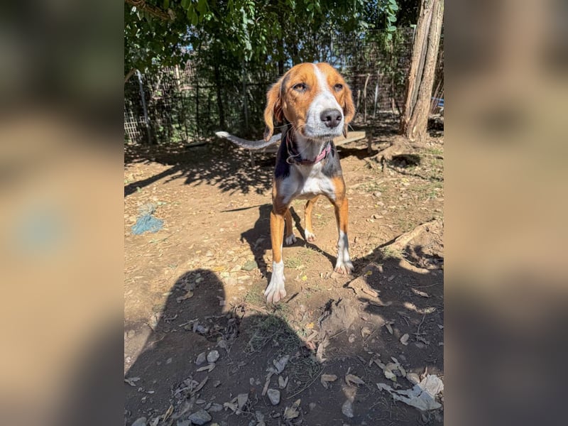 wunderschöne OFELIA, jung, schlau, friedlich