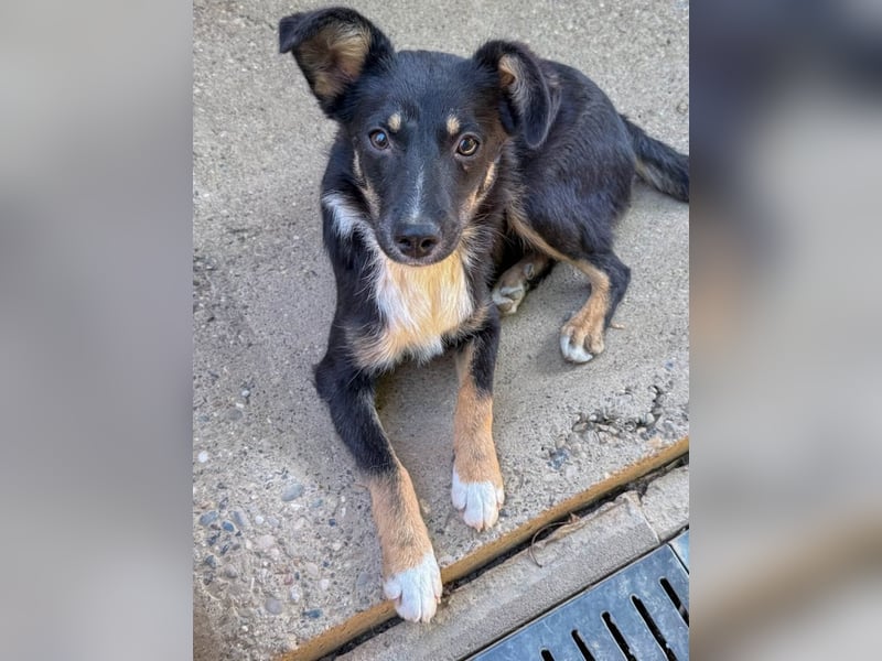 Traumhündin ALANIS mit dem Potential zum Herzenshund