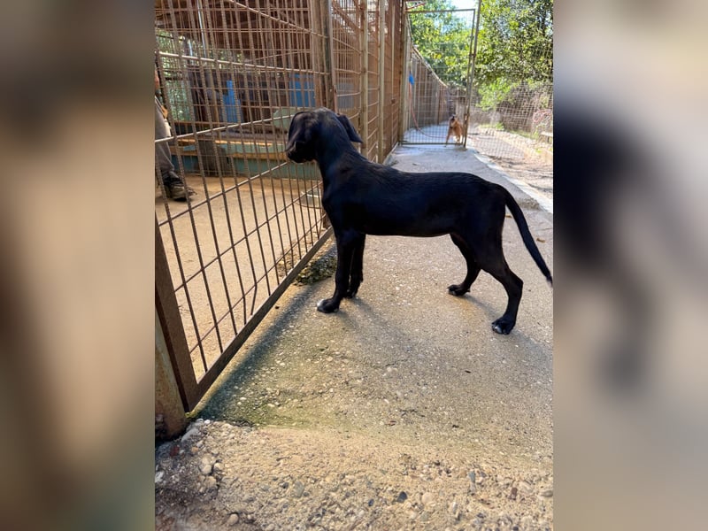 ISIDORA sucht Kuschelpartner fürs Leben