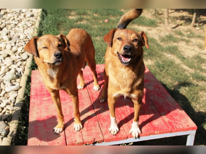 SVEN erfahrener friedlicher Hunderentner - sucht erfahrene Herzensmenschen