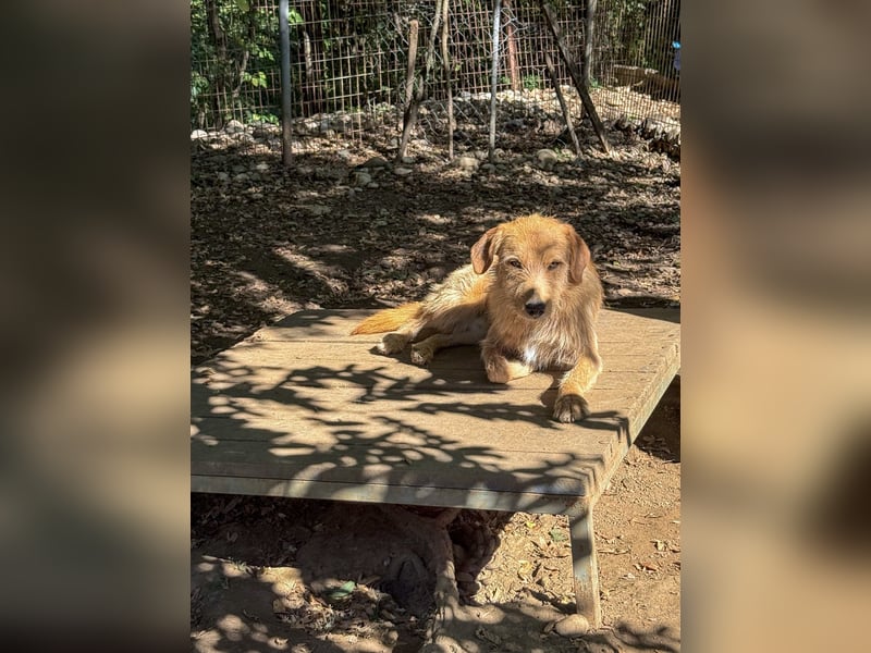 Zuckersüßer DARCY - manchmal etwas zurückhaltend aber doch neugierig Zuckersüßer DARCY - manchmal etwas zurückhaltend aber doch neugierig