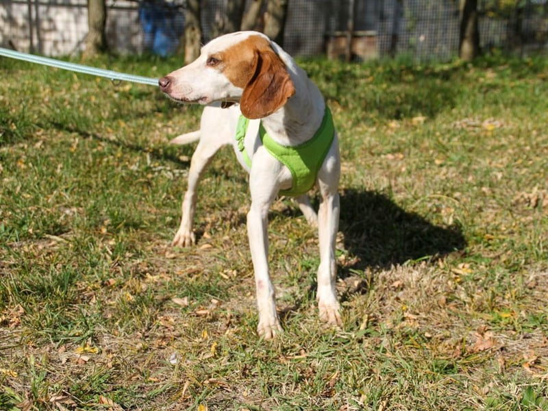 Bäuchleinkrauler für zuckersüßen FICO gesucht !