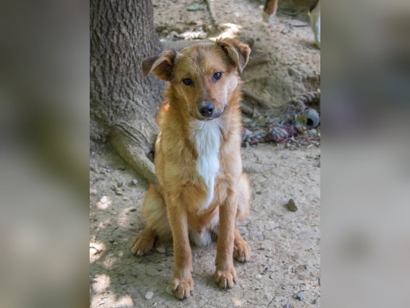 Aufgepasst - hier ist der charmante Traumhund ALAN