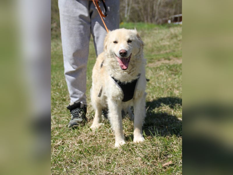 Bezaubernder MAXIM wäre gerne ein geliebtes Familienmitglied