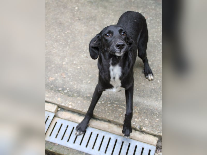 Zuckersüße IRMA ist ein Engel auf 4 Pfoten Zuckersüße IRMA ist ein Engel auf 4 Pfoten