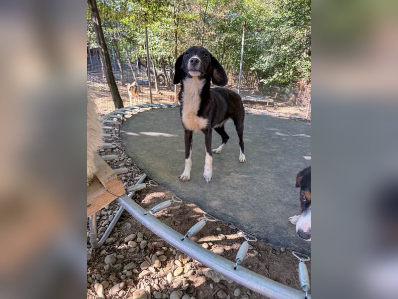 Aufgepasst - hier ist die charmante Traumhündin FLAVIA