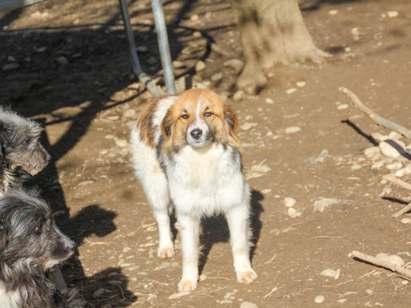 wunderhübscher WILHELM will WELTENTDECKER werden !