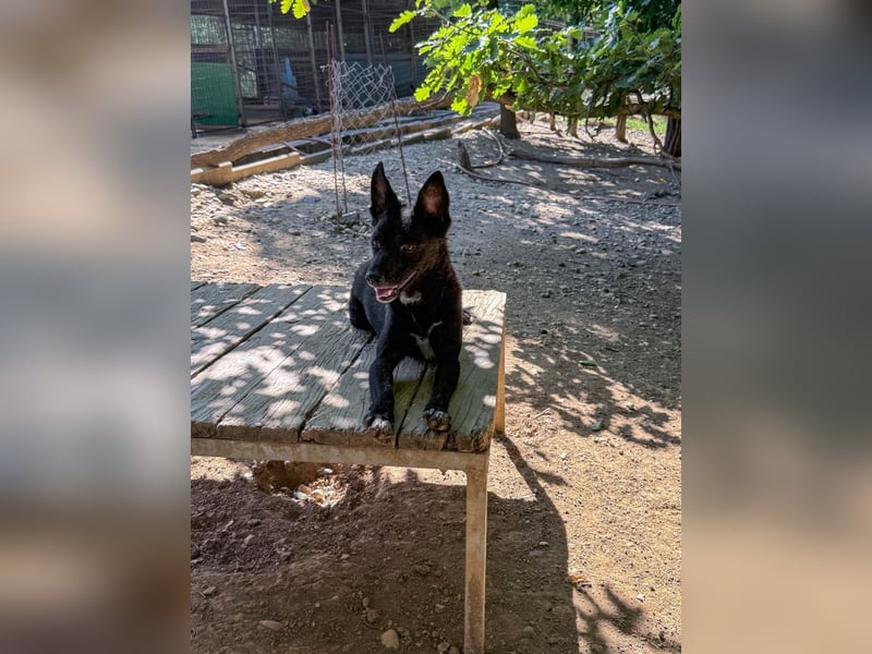 Niedliche BILLIE könnte dein Herzenshund werden