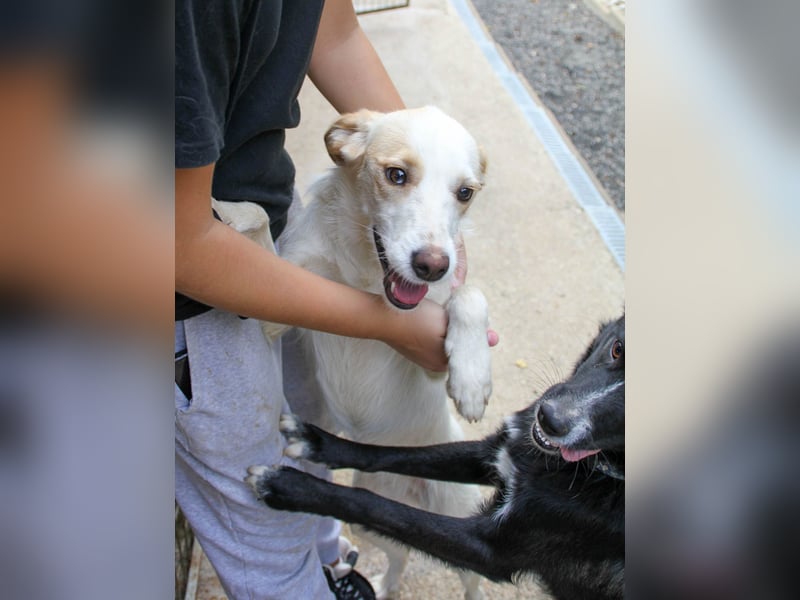 Zuckersüße LIMA ist ein Traum auf vier Pfoten