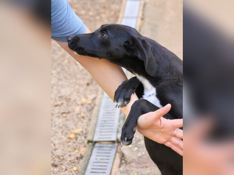 Bäuchleinkrauler gesucht für zuckersüße IRMA gesucht !