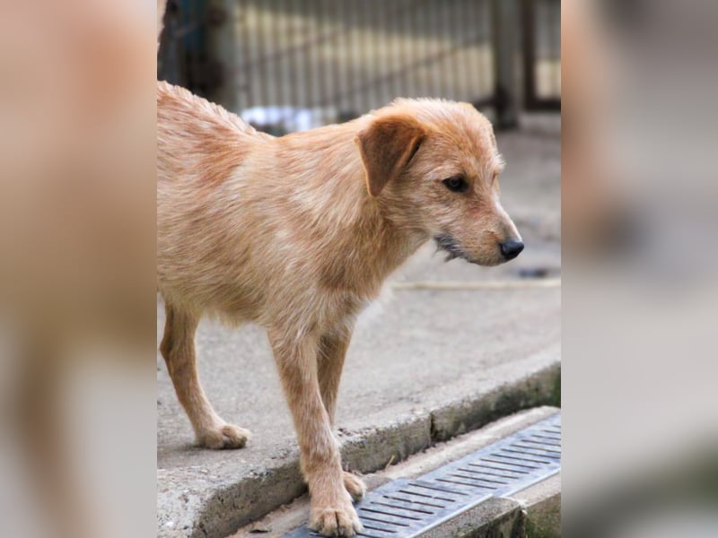 Zuckersüßer DARCY - manchmal etwas zurückhaltend aber doch neugierig