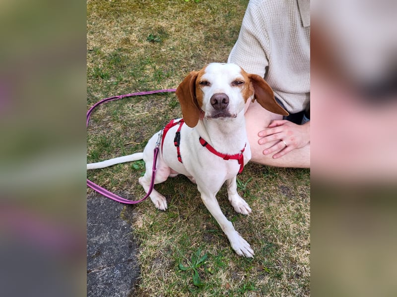 Schmusehund FICO möchte auf seiner PS in Erlangen von dir besucht werden! Komm vorbei!