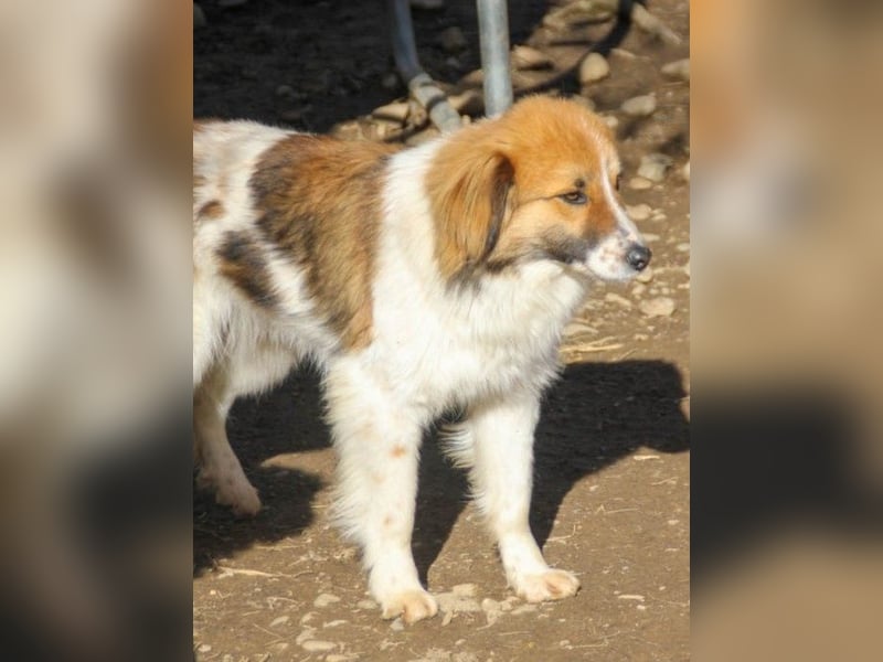 wunderhübscher WILHELM braucht DICH zum "Weiterwachsen"