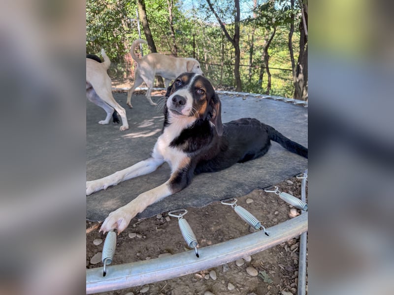 Verspielte, freundiche und verschmuste LOARA sucht ihr liebevolles Zuhause