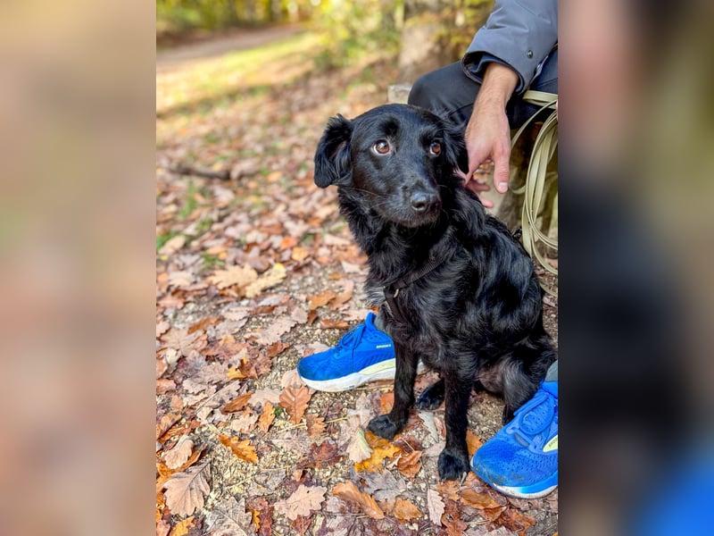 Lebensfrohe DAYA wartet in Erlangen auf DICH