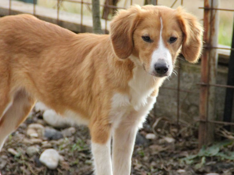 Zurückhaltende MILEY sucht geduldiges Zuhause