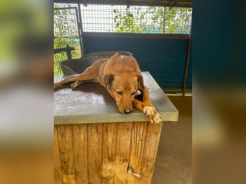 SVEN, liebenswerter Rentner sucht seinen Herzensmensch SVEN, liebenswerter Rentner sucht seinen Herzensmensch