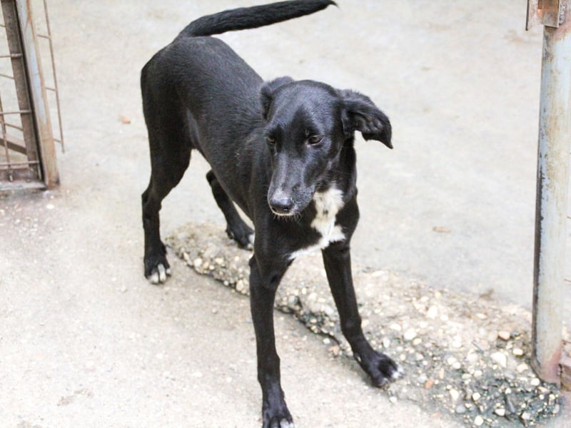 Sanfte und charmante IRMA sucht liebevolles Zuhause